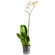 White Phalaenopsis orchid in a pot. Burgas